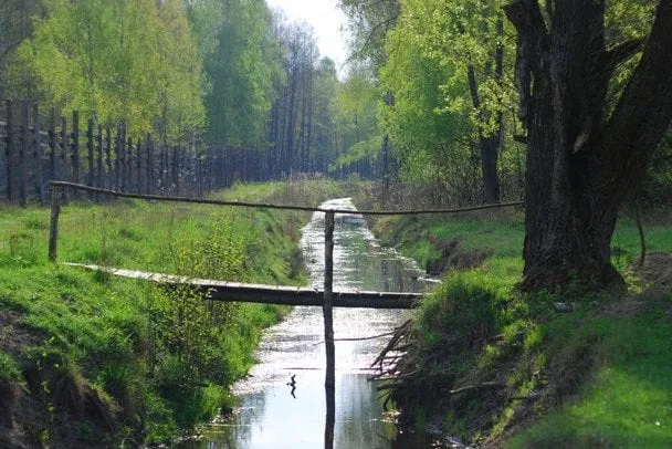 Зубри у лісах Волині: як велетні повернулися на батьківщину