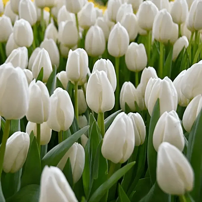  Matla Flowers